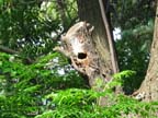 First Barbet Nest