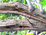 Second Barbet Nest