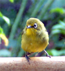 Cape white-eye