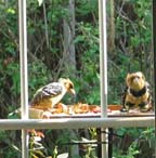 Crested Barbet