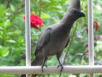 Grey Lourie