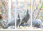Grey Lourie