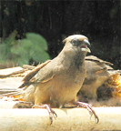 Speckled Mousebird
