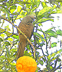 Speckled Mousebird