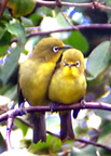 Barbet Nest