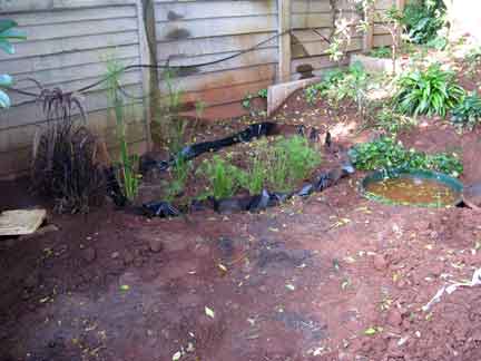 Syringa Roots