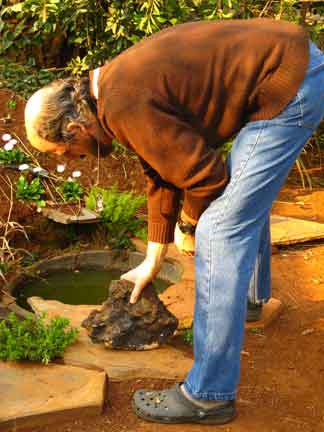 Syringa Roots