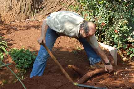 Syringa Roots